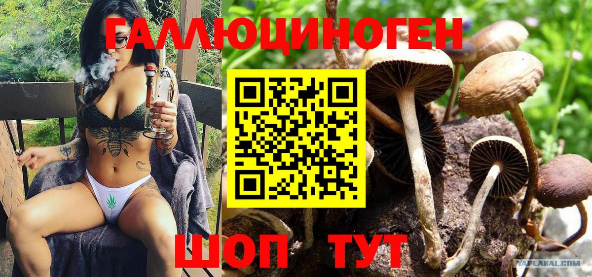 Галлюциногенные грибы Psilocybine cubensis Железногорск